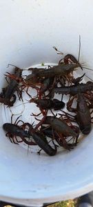 Spinycheek Crayfish