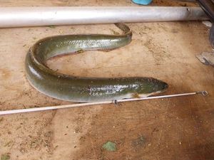 European Eel (Common Eel)