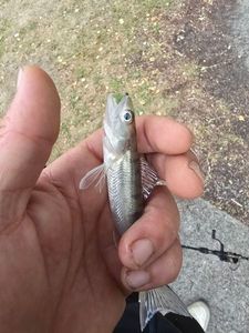 Zander