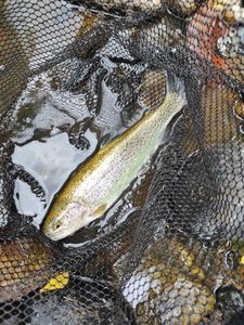 Rainbow Trout