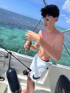 Goliath Grouper