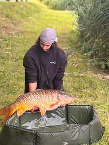Common Carp