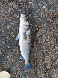 European Bass (Seabass)