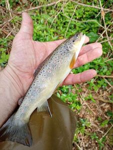 Brown Trout