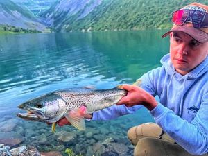 Brown Trout