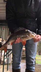 European Perch