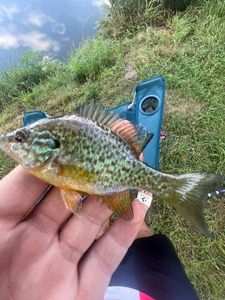 Green Sunfish