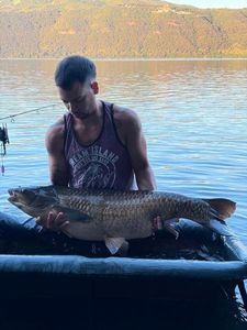 Grass Carp