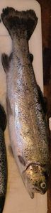 Rainbow Trout