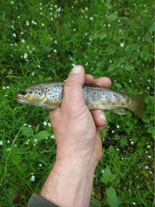 Brown Trout