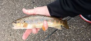 Brown Trout