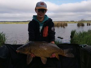 Common Carp