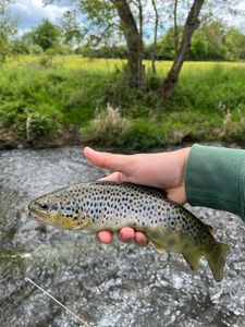 Brown Trout