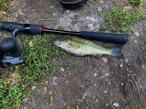 Largemouth Bass