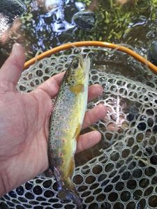 Brown Trout