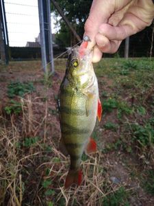 European Perch