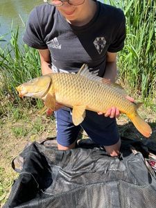 Common Carp
