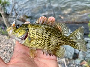 Rock Bass