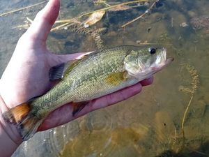Largemouth Bass