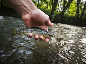 Brown Trout