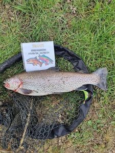 Rainbow Trout