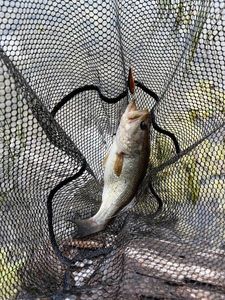 Largemouth Bass