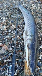 Great Barracuda