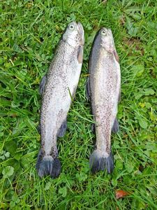 Rainbow Trout