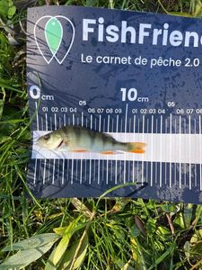 European Perch