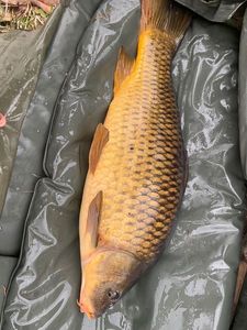 Common Carp