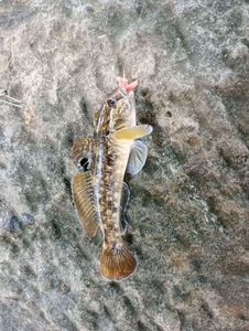 Round Goby