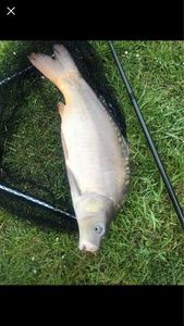 Mirror Carp