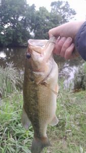 Smallmouth Bass