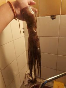 Common Octopus