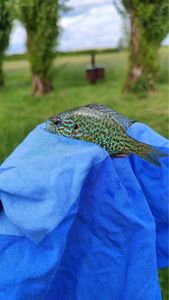 Green Sunfish