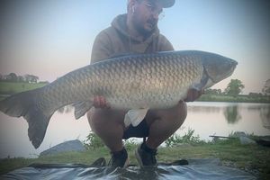 Grass Carp