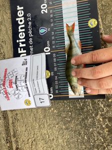 European Perch