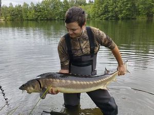 Sturgeon