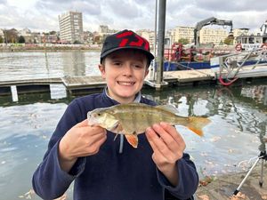 European Perch