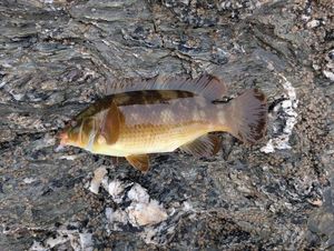 Ballan Wrasse