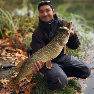 Northern Pike