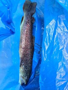 Brown Trout