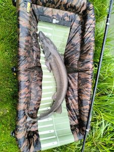 Sturgeon
