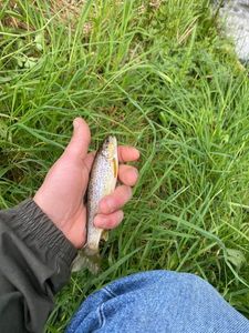Brown Trout