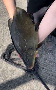 Tench