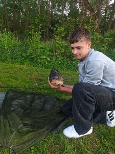 Common Carp