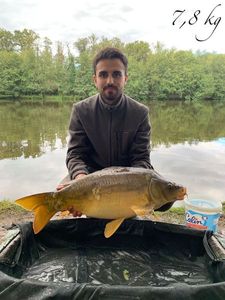 Mirror Carp