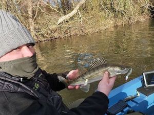 Zander