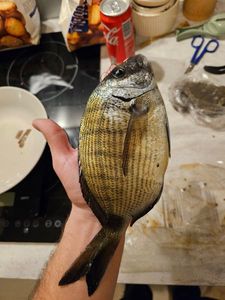 Common Two-Banded Seabream