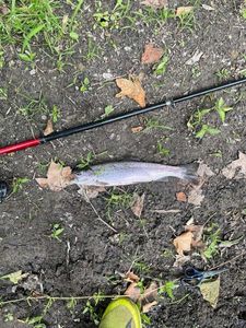 Rainbow Trout